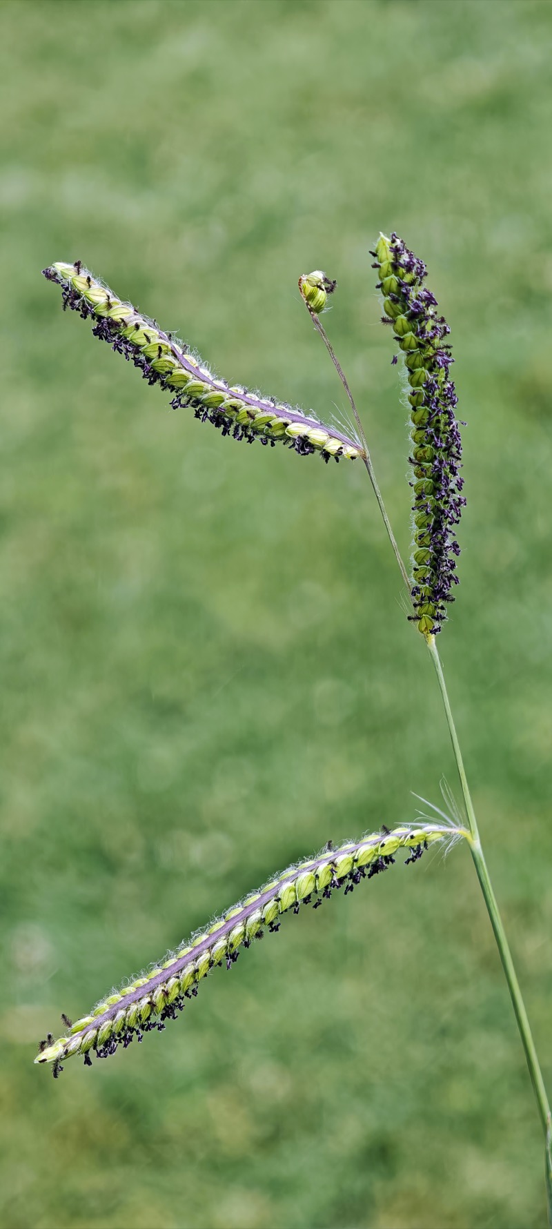 Dallisgrass identification photo