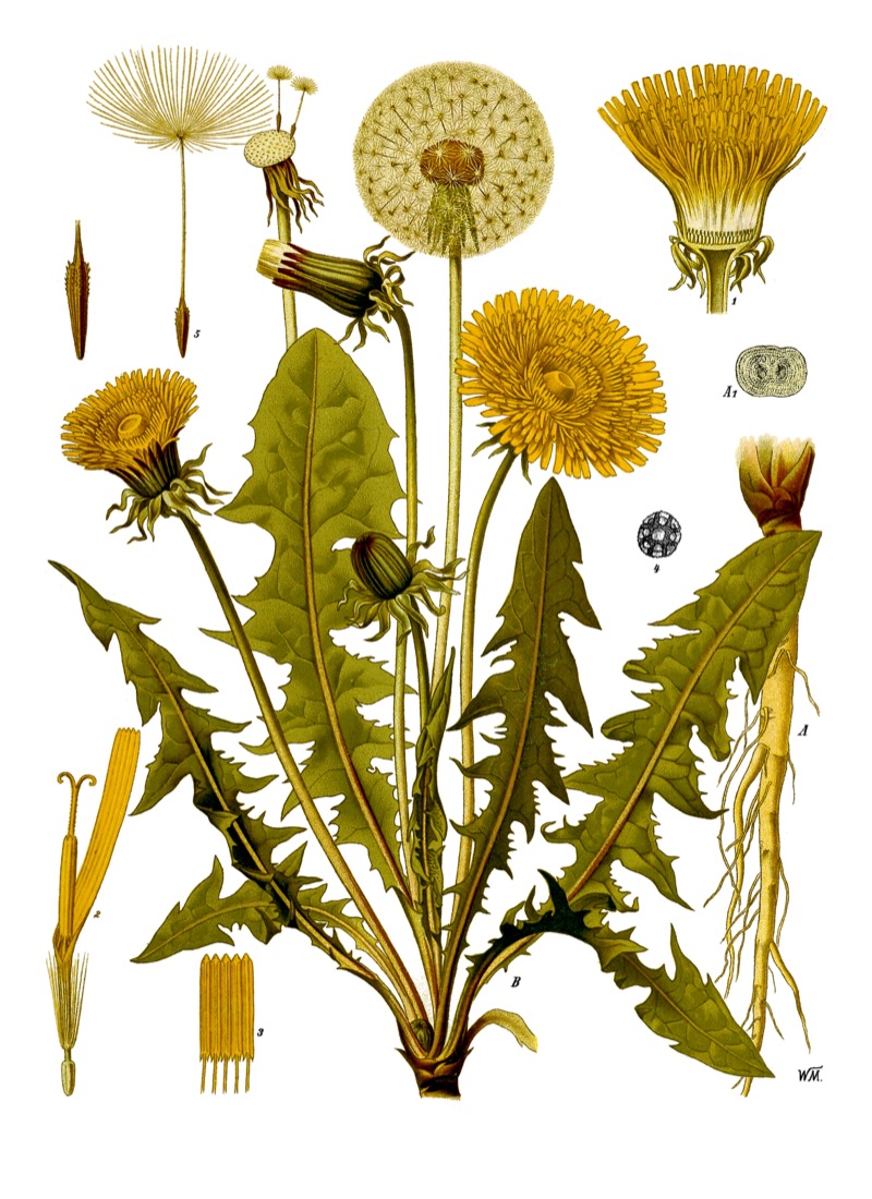 Dandelion identification photo