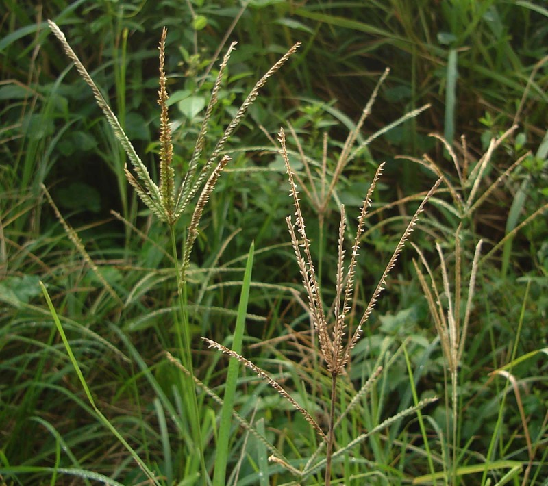 Goosegrass identification photo