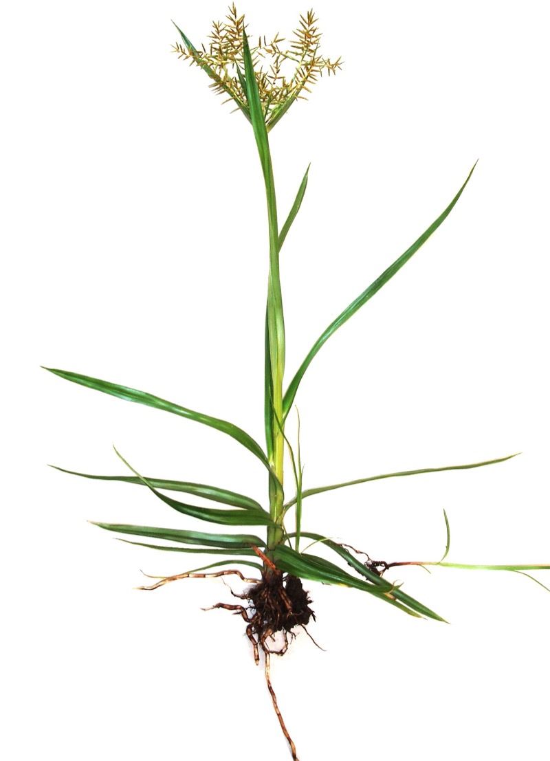 Nutsedge identification photo
