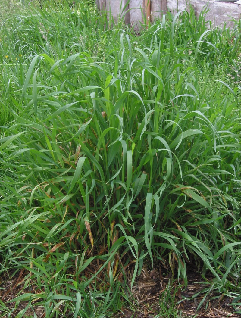 Quackgrass identification photo
