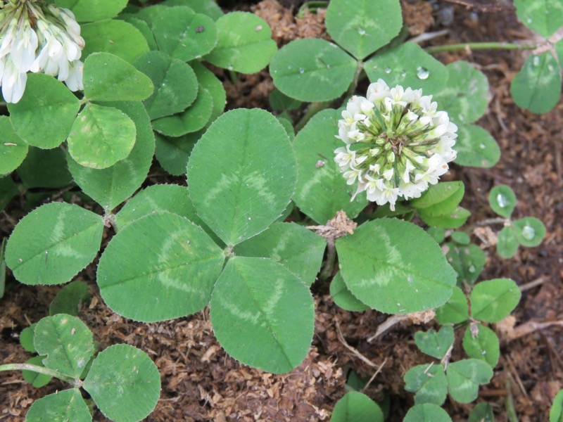 White Clover identification photo
